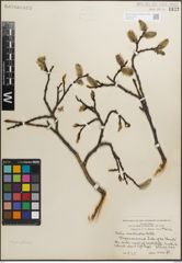Foto von Salix monticola Bebb